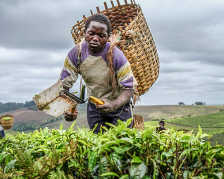 Young male tea farmer harvesting his crop in Tanzania, Africa Young male tea farmer harvesting his crop in Tanzania, Africa