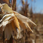 Maize Aggregation & Market Linkage – Sumbawanga, Rukwa Region