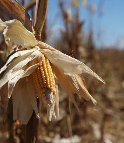 corn in the field