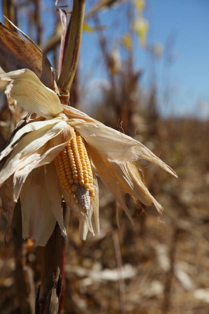 corn in the field